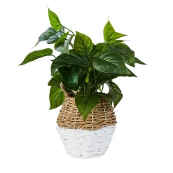 Plant In Two Tone Basket - White & Natural