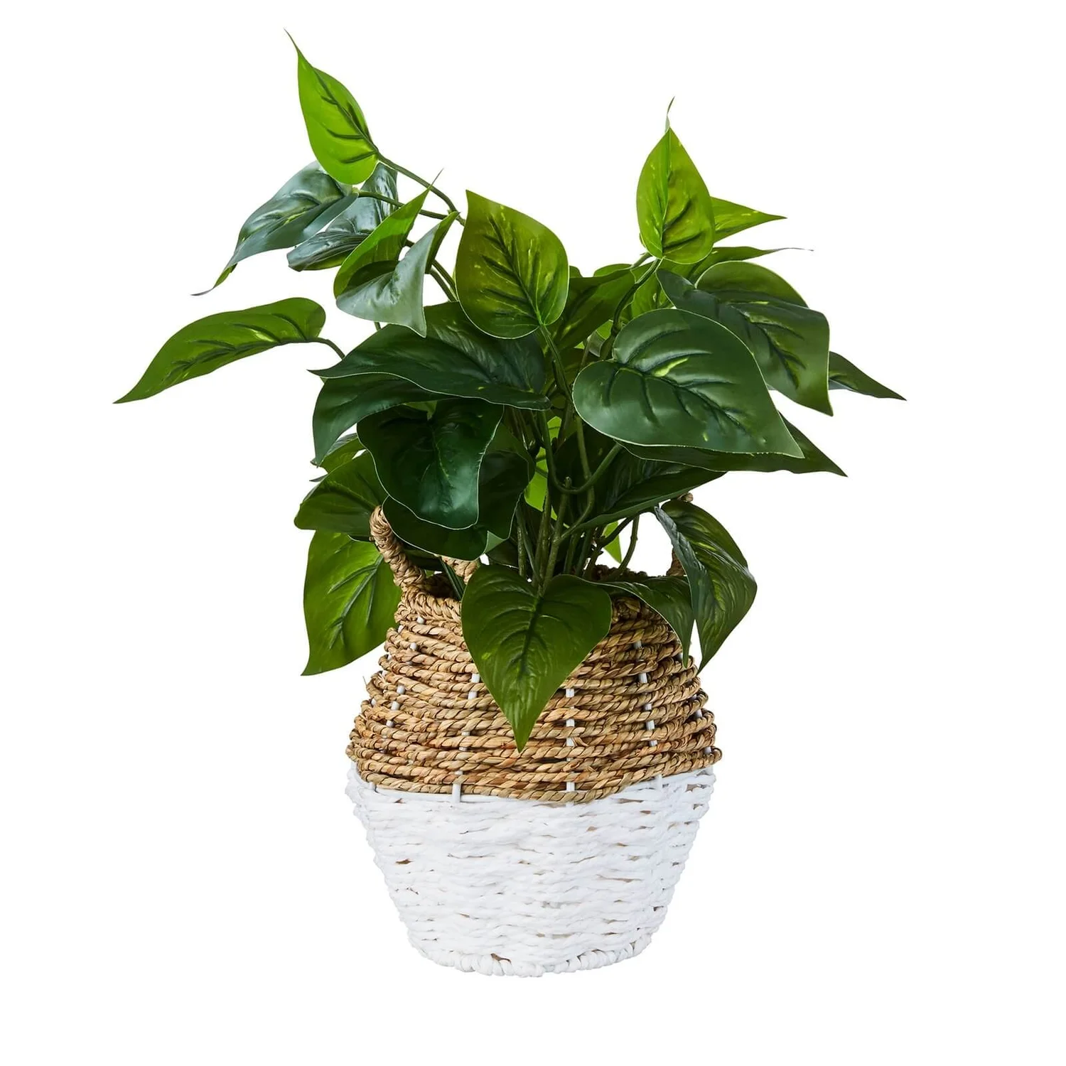 Plant In Two Tone Basket - White & Natural 1 Plant In Two Tone Basket - White & Natural