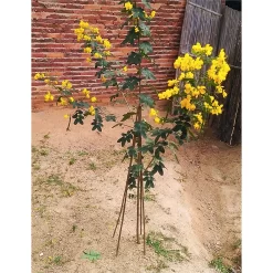 10 Pack Bamboo Canes - 1.5m/5ft -Garden Tool Store 12885361 1704952637997305