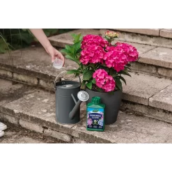 Westland Hydrangea Feed - 1l 10 Westland Hydrangea Feed - 1l -Garden Tool Store 12886486 1744971590629542