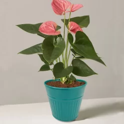 Ribbed Planter (3 Colour Mix) - 12cm -Garden Tool Store 13193954 1834933504168194