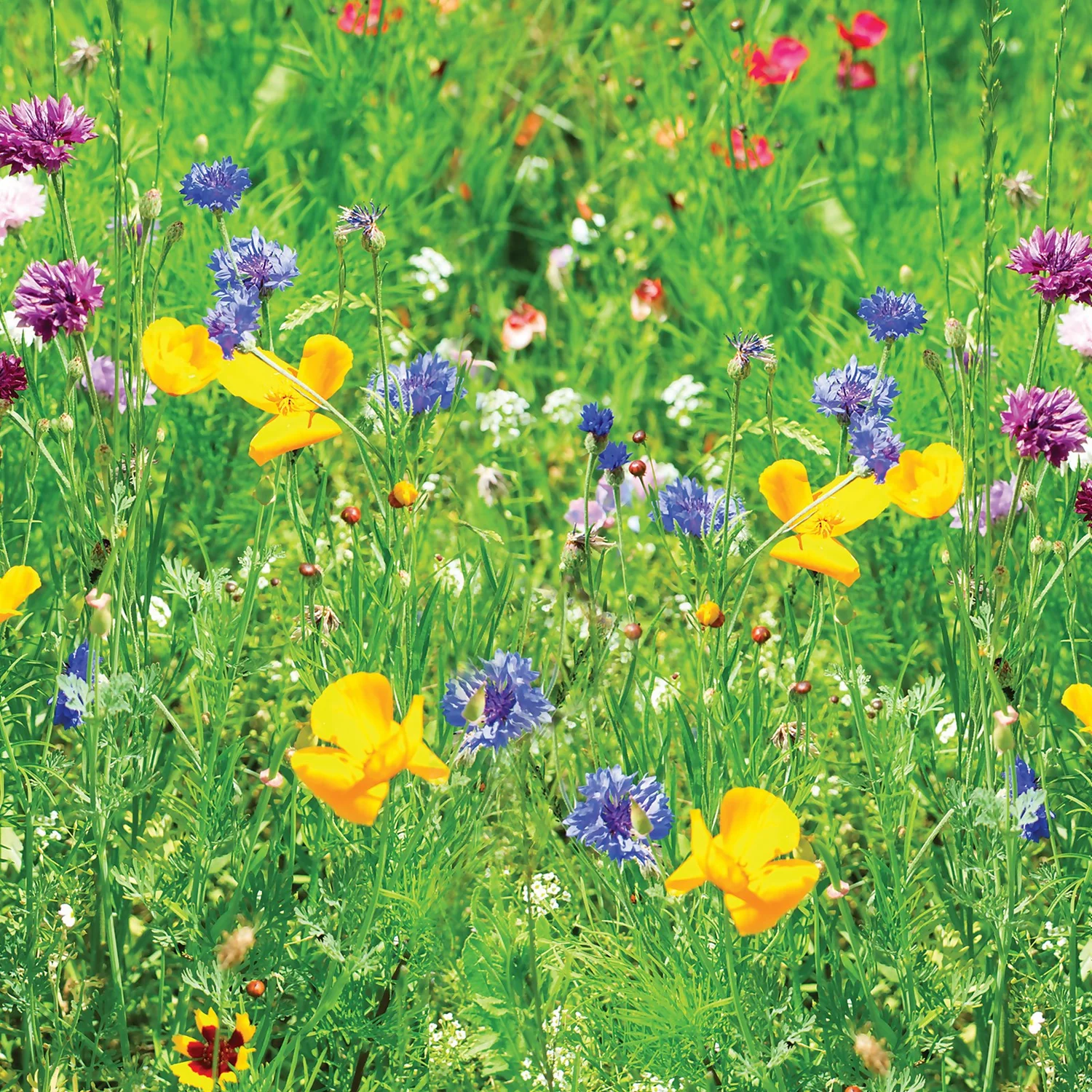 Westland Lawn Meadow Mix - 40m² 2 Westland Lawn Meadow Mix - 40m² - Image 2